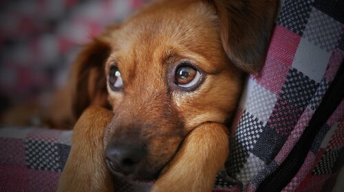 Pour les propriétaires de chiens