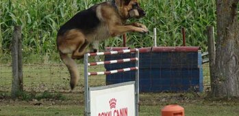 Amicale Canine Pays Foyen